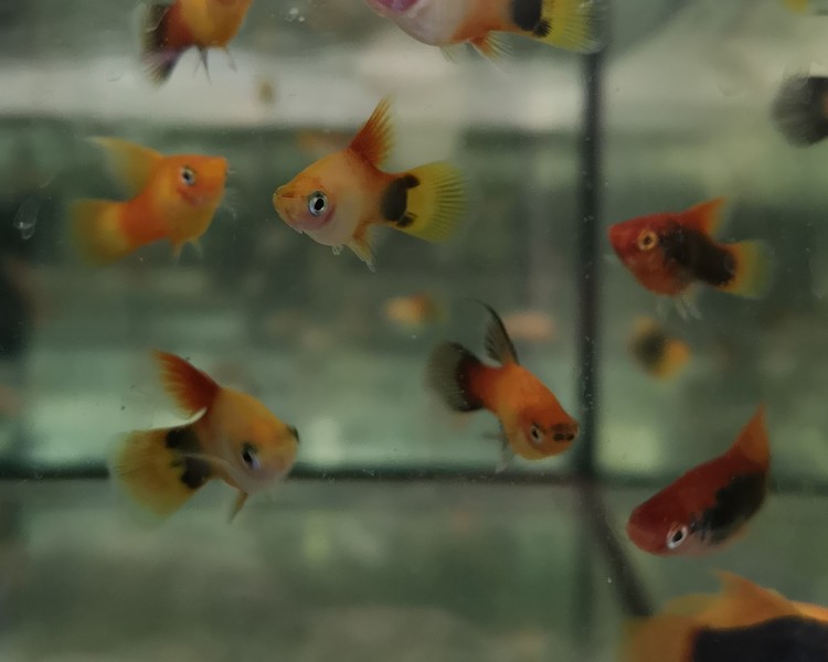 Assorted HiFin Platy ~ 3cm - 3.5 cm